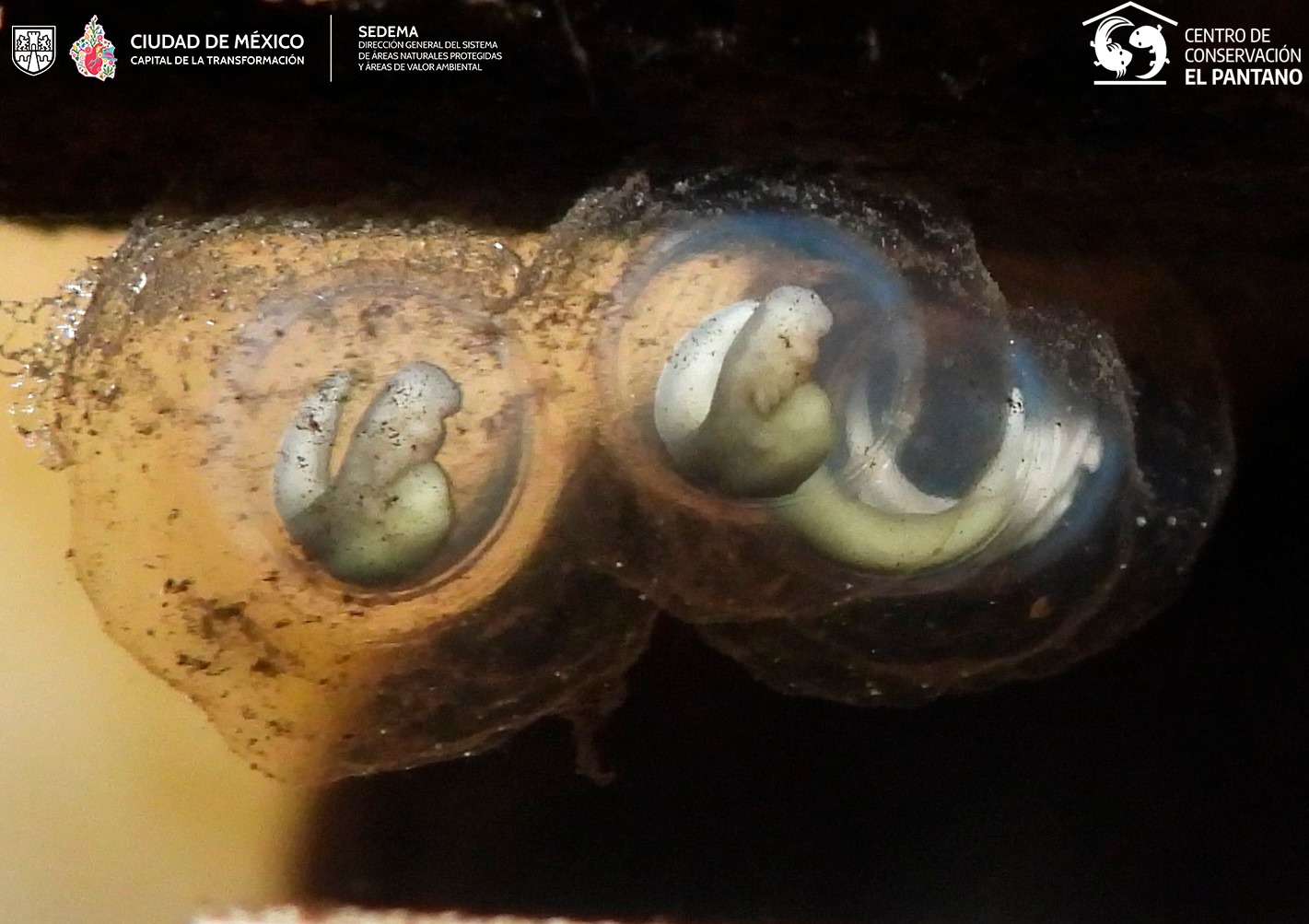 Un 80% de supervivencia: la SEDEMA celebra un gran logro en la conservación del ajolote