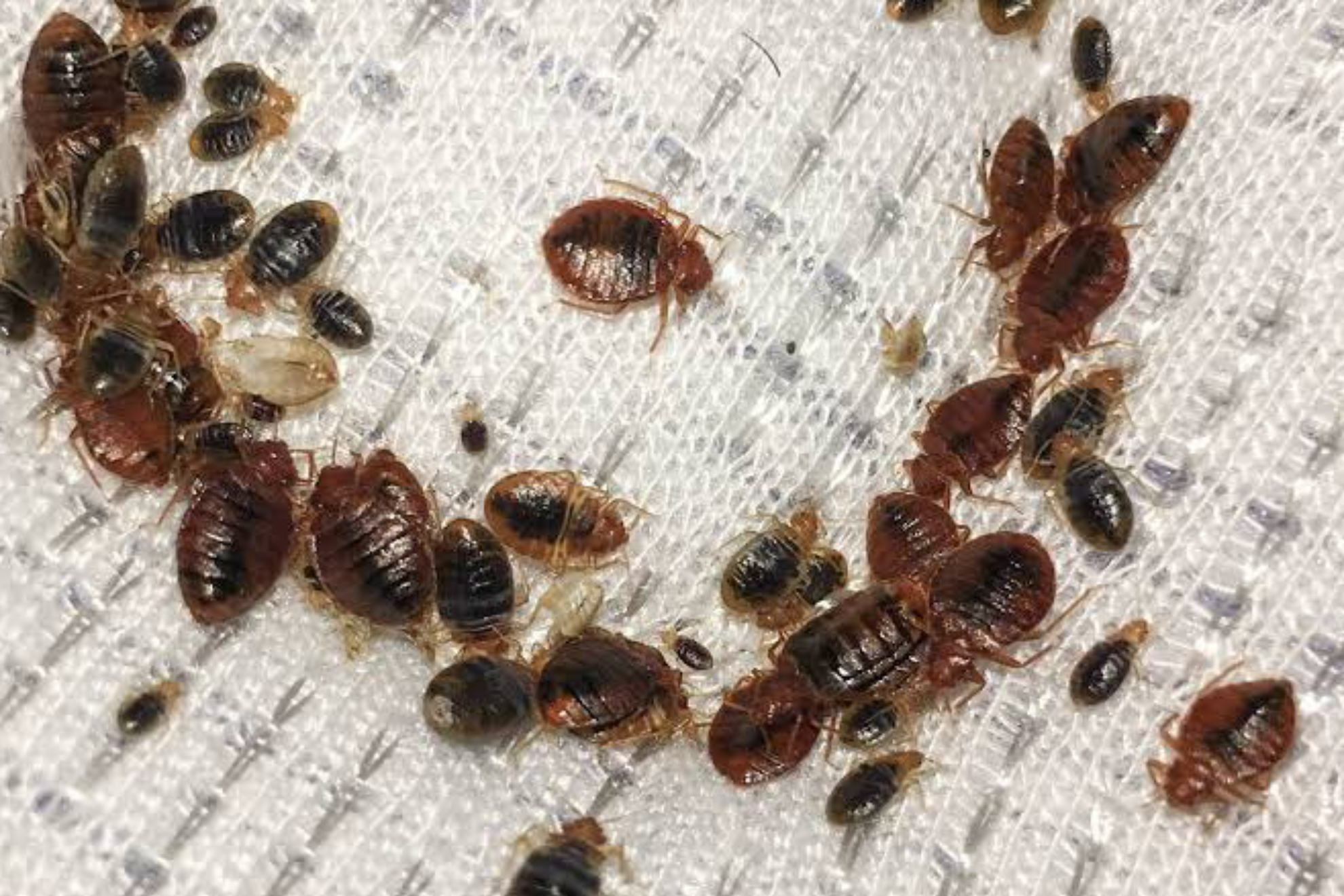 Chinches de cama: una plaga global con resistencia a insecticidas y nuevas estrategias de control