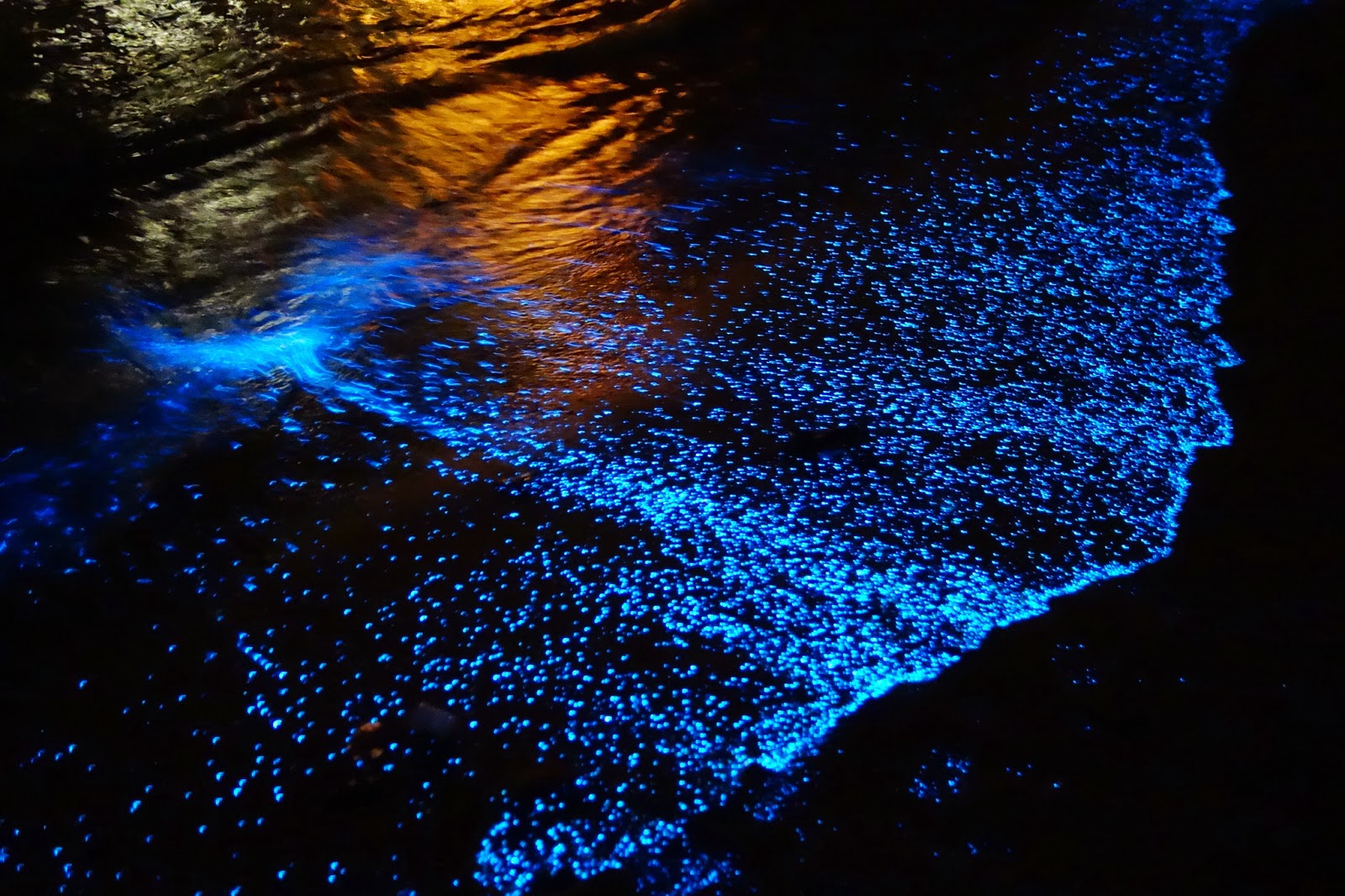 Playas bioluminiscentes en México: dónde ver el mágico espectáculo de luz natural