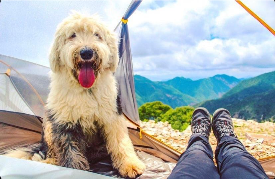 Escápate con tu lomito: camping, fogatas y collares con luces cerca de CDMX