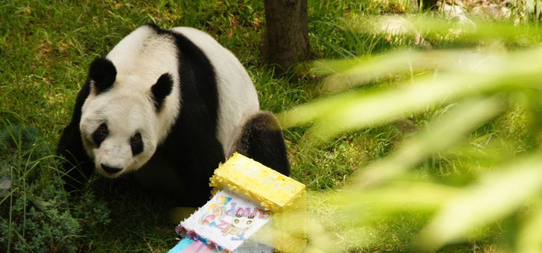 La Ciudad de México festeja con alegría y tradición los 35 años de Xin Xin, su panda gigante