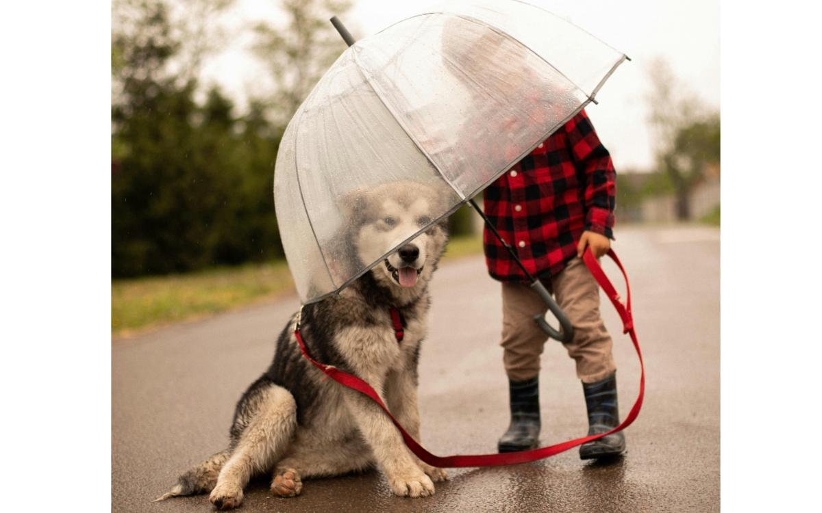 Cómo cuidar a tu perro en temporada de lluvias: protege su salud física y emocional