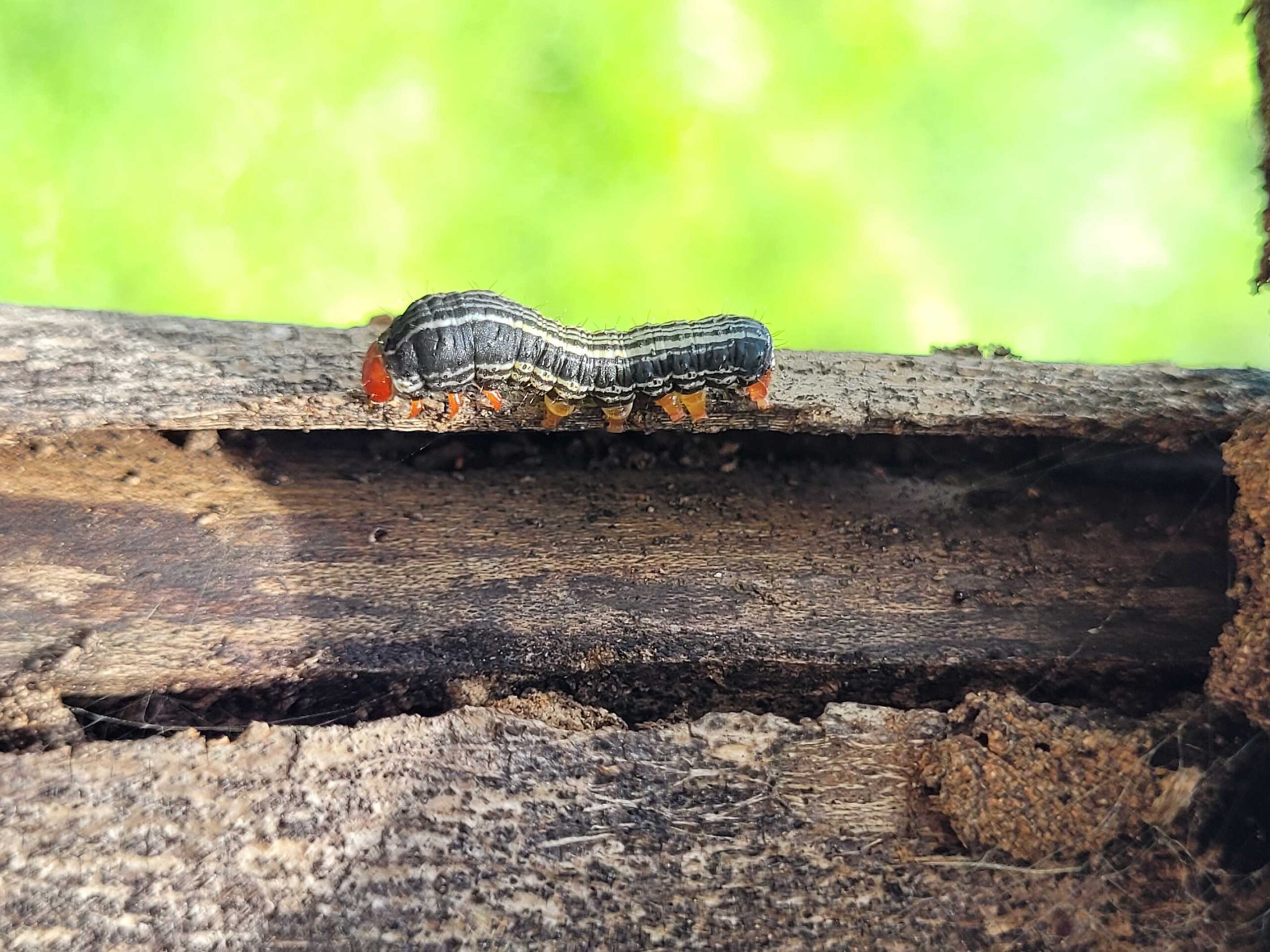Cada árbol, una especie: selvas secas mexicanas guardan biodiversidad única