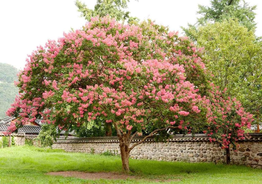 La planta que florece 120 días al año y apenas requiere cuidados: el mirto chino, el secreto mejor guardado de los jardines