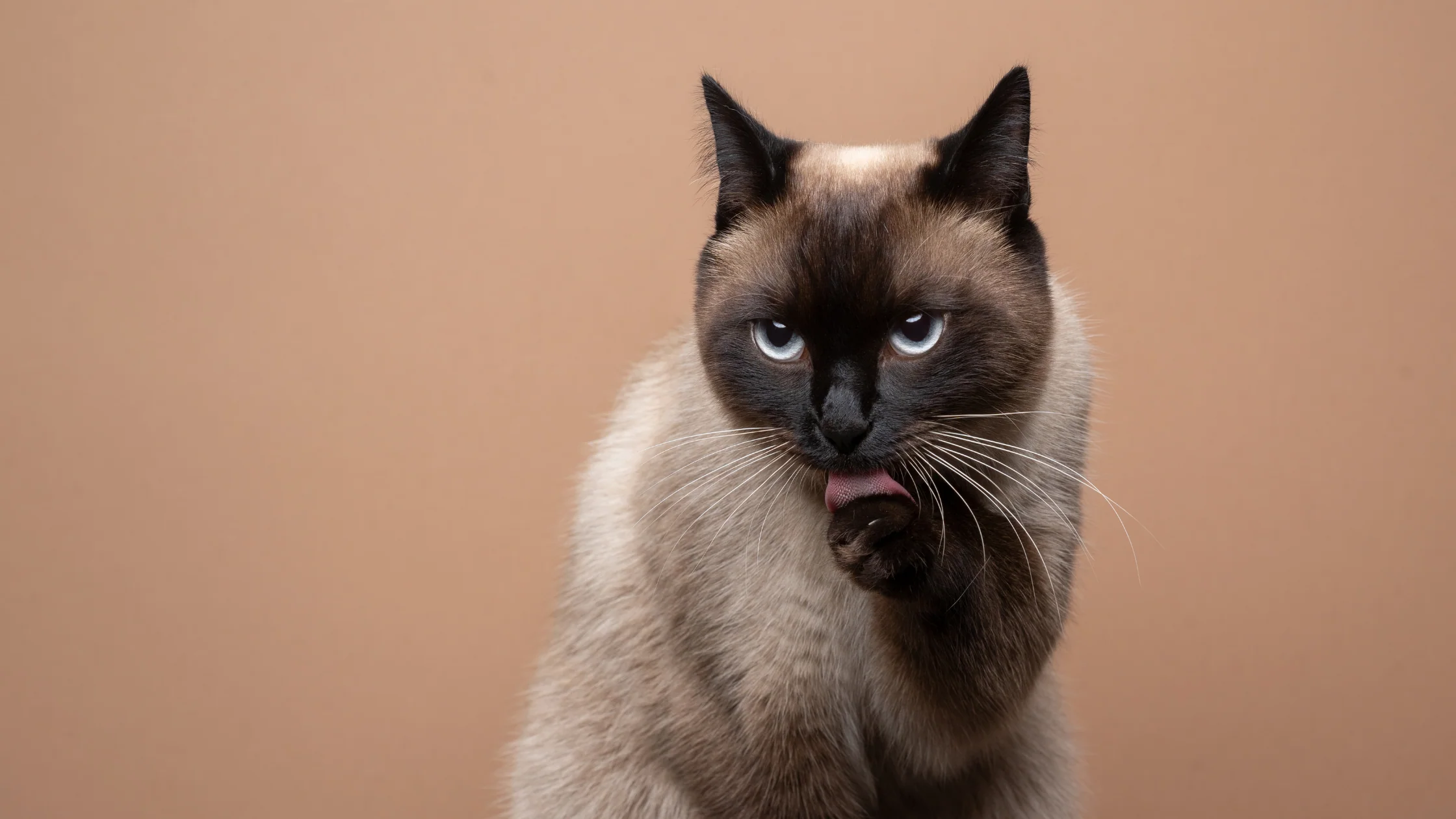 Gatos siameses: elegancia, inteligencia y un carácter que no pasa desapercibido